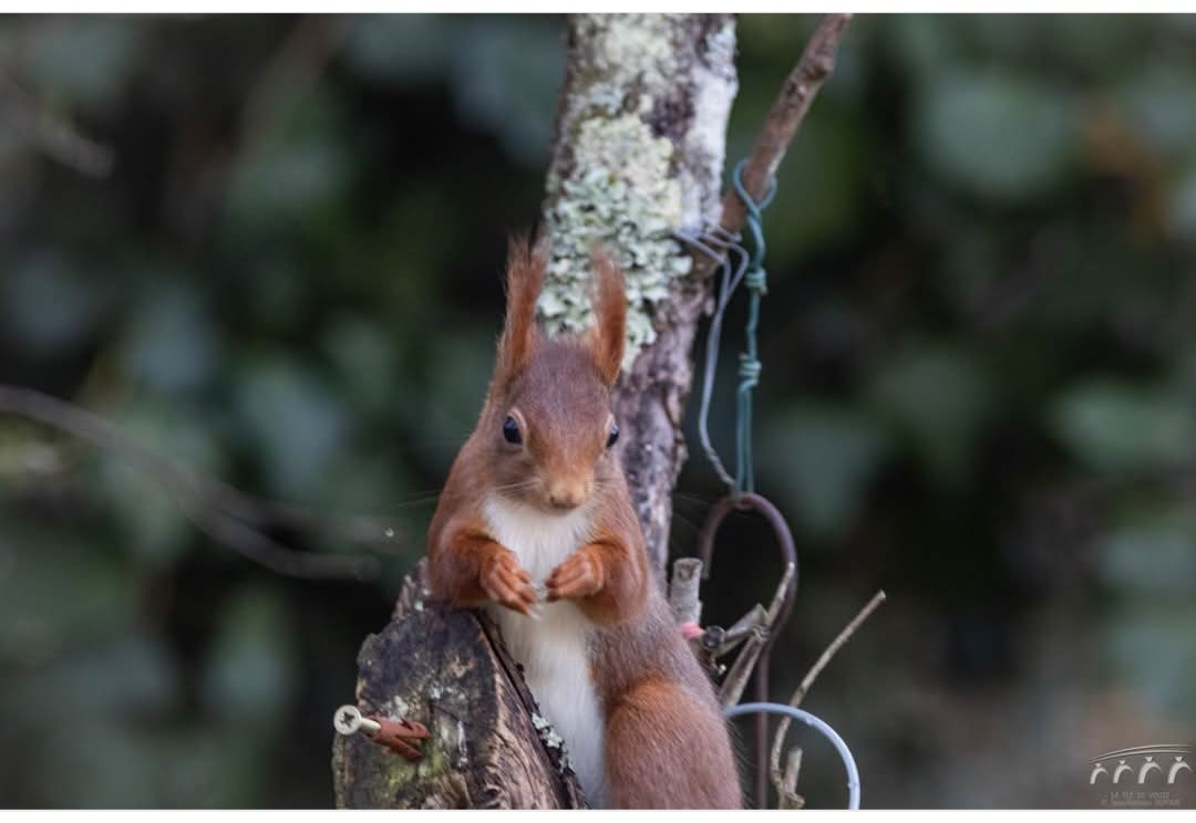 En pleine nature 